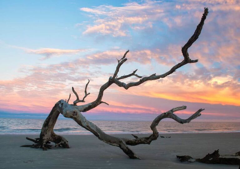 Coastal driftwood shoreline on Jekyll Island, Georgia