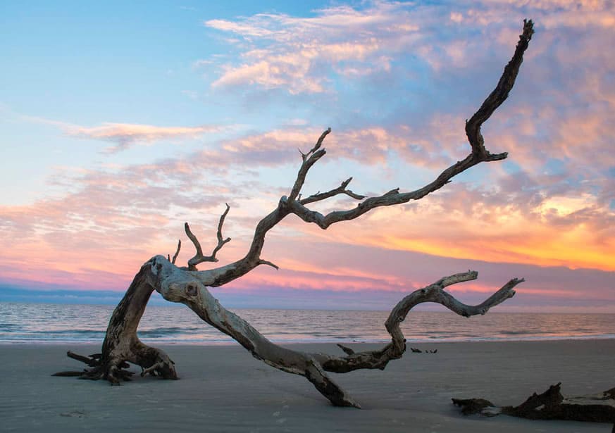 Coastal driftwood shoreline on Jekyll Island, Georgia